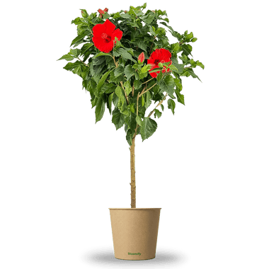 Hibiskus Stamm rot 