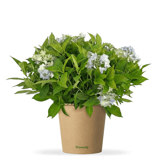 NoDrama-Hortensie "Herta"