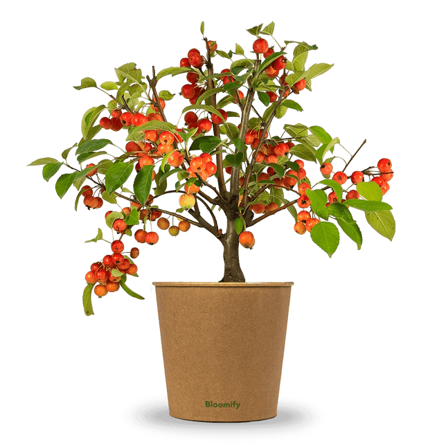 Zwergapfel rot "Alma"