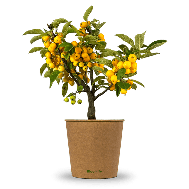 Zwergapfel gelb "Alma"