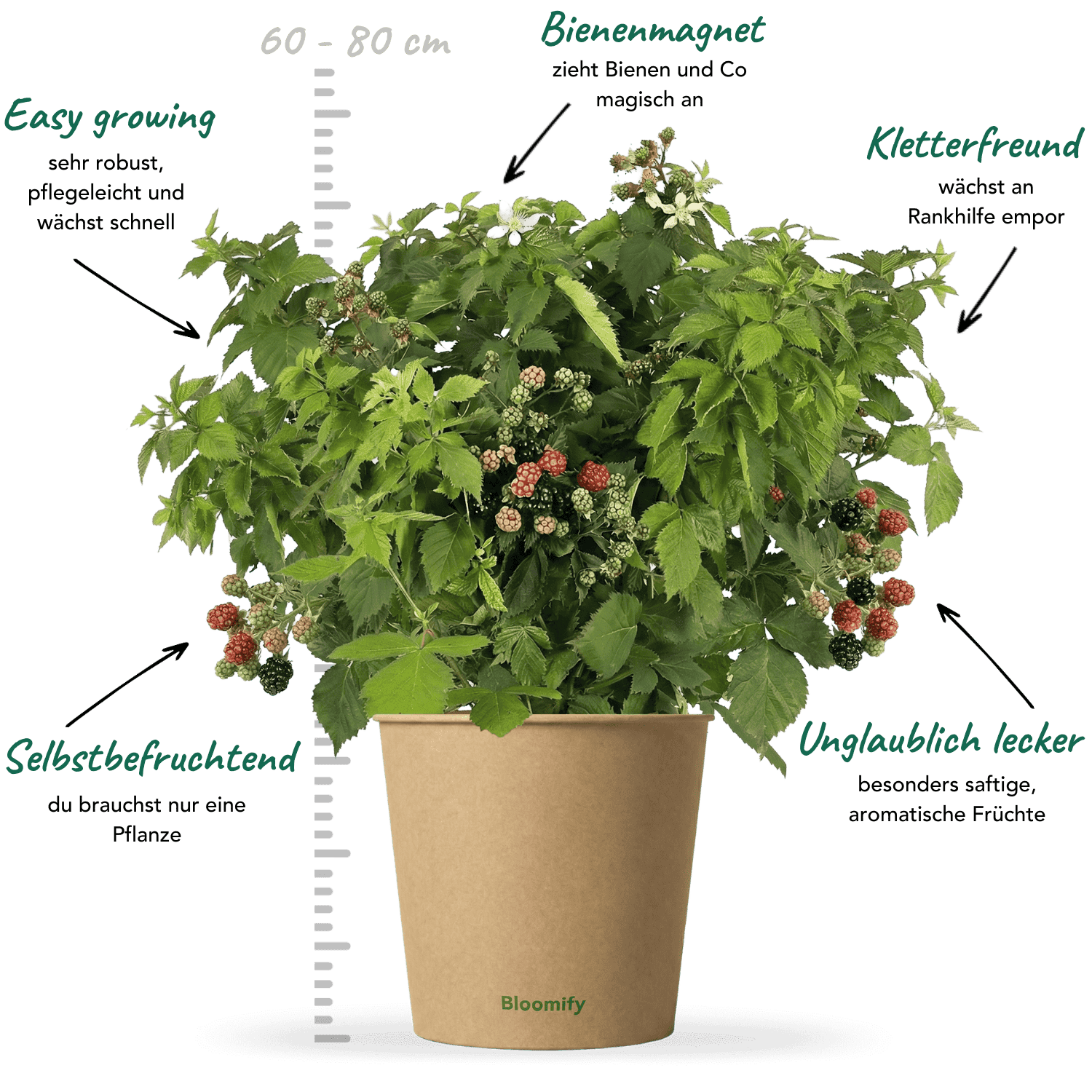 Balkon-Brombeere "Bernd" (Bio)