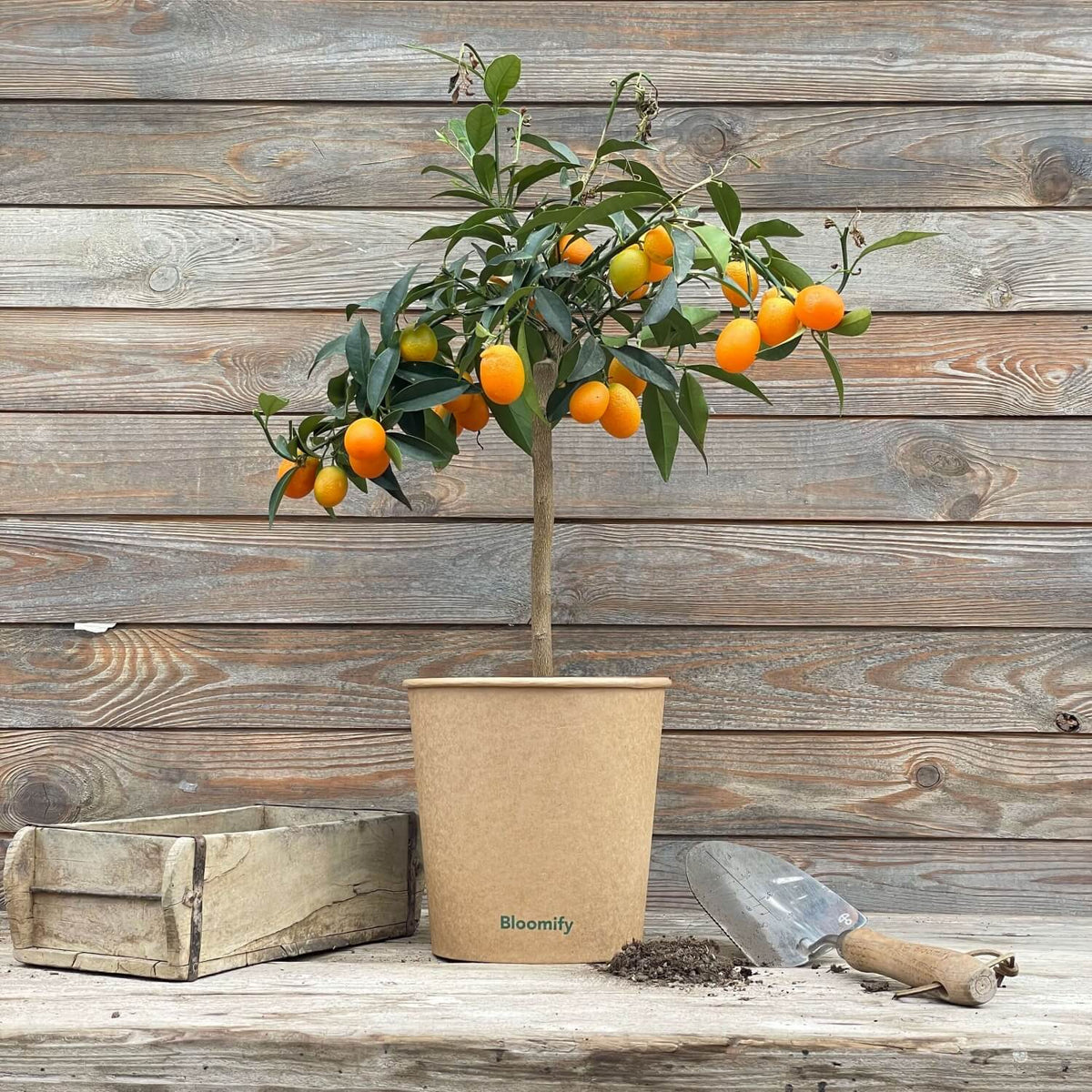 (B-Qualität) Kumquat "Kasimir"