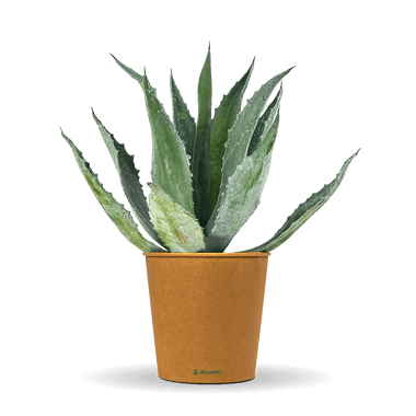 Agave "Agathe"