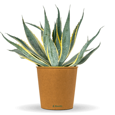 Agave gestreift "Agnes"