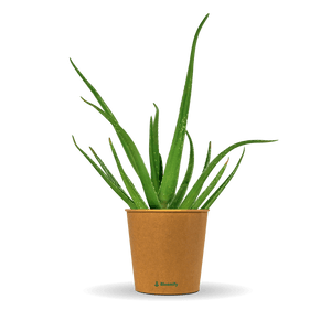 Aloe Vera „Alfonso“ – Aloe-Vera-Pflanze in Gärtnerqualität kaufen