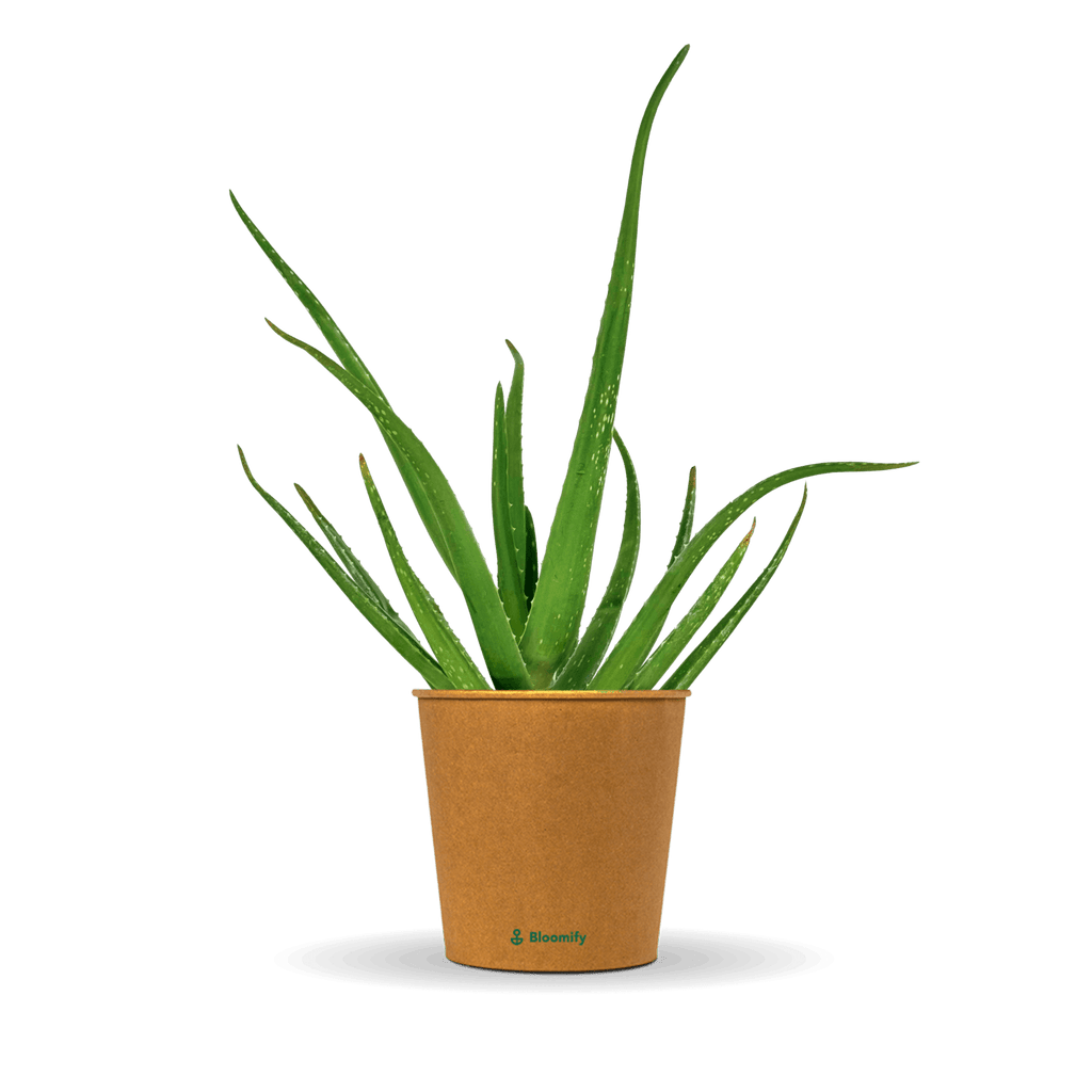 Aloe Vera Alfonso  Aloe-Vera-Pflanze in Grtnerqualitt kaufen