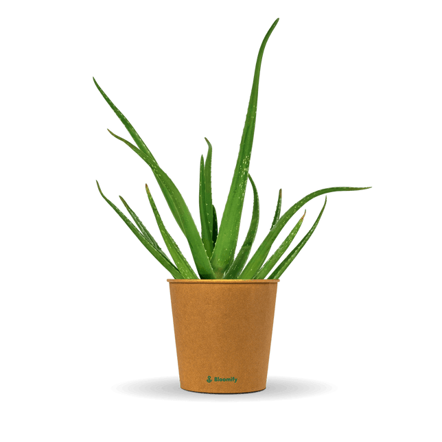Aloe Vera "Alfonso"