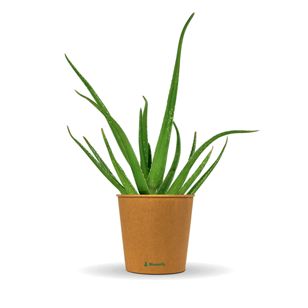 Aloe Vera „Alfonso“ – Aloe-Vera-Pflanze in Gärtnerqualität kaufen