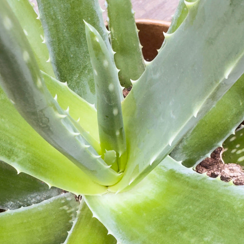 Aloe Vera "Alfonso"