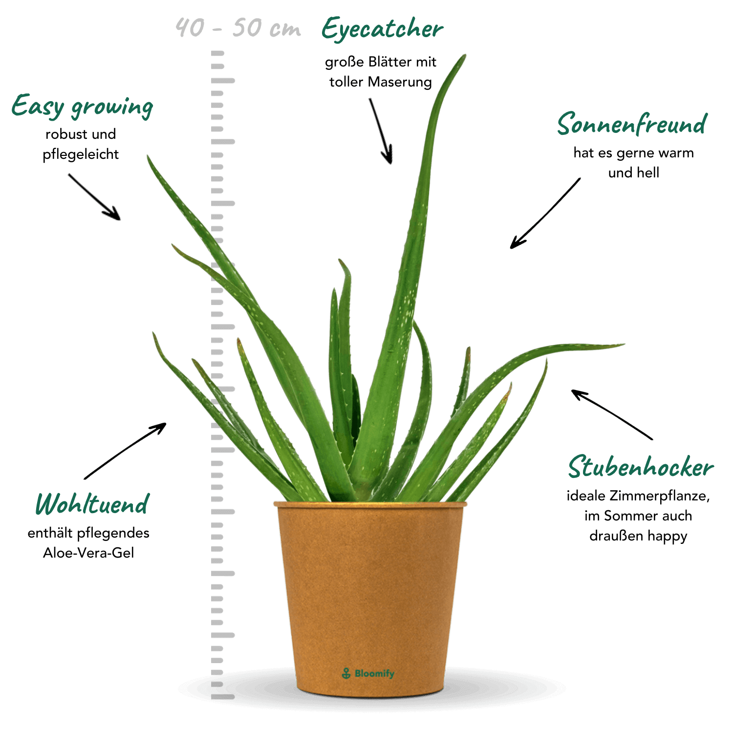 Aloe Vera "Alfonso"