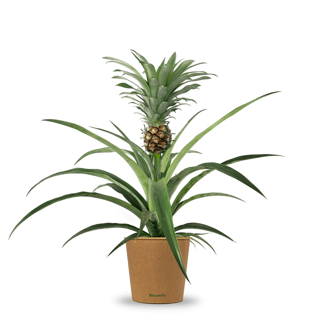 Ananas "Anna"  Ananaspflanze in Grtnerqualitt kaufen