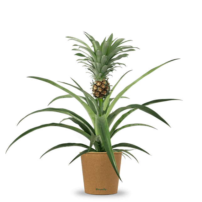 Ananas "Anna"