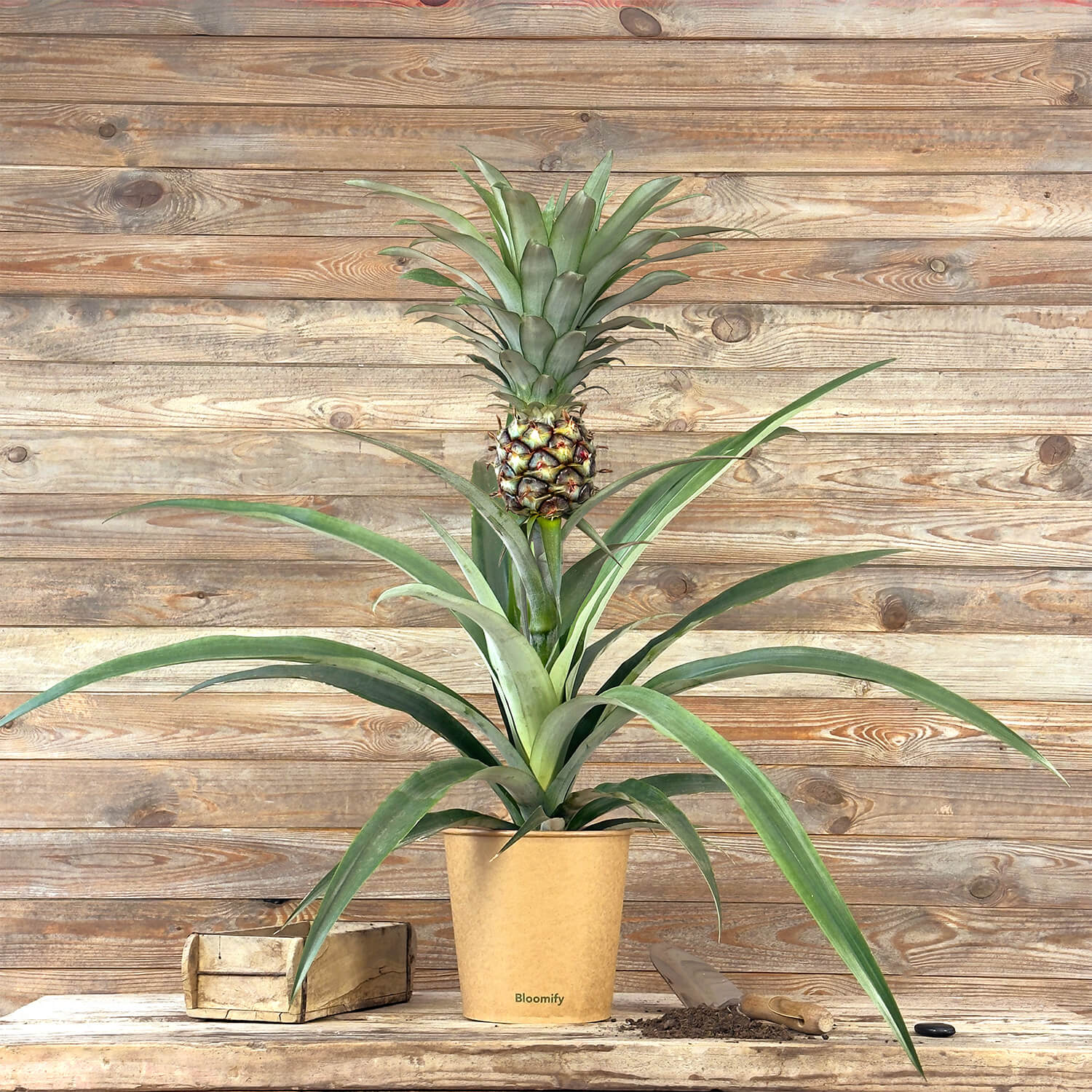 Ananas "Anna"