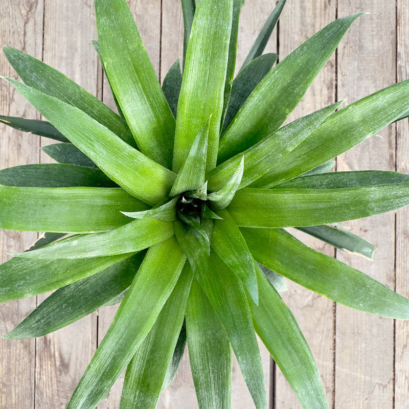 Ananas "Anna"