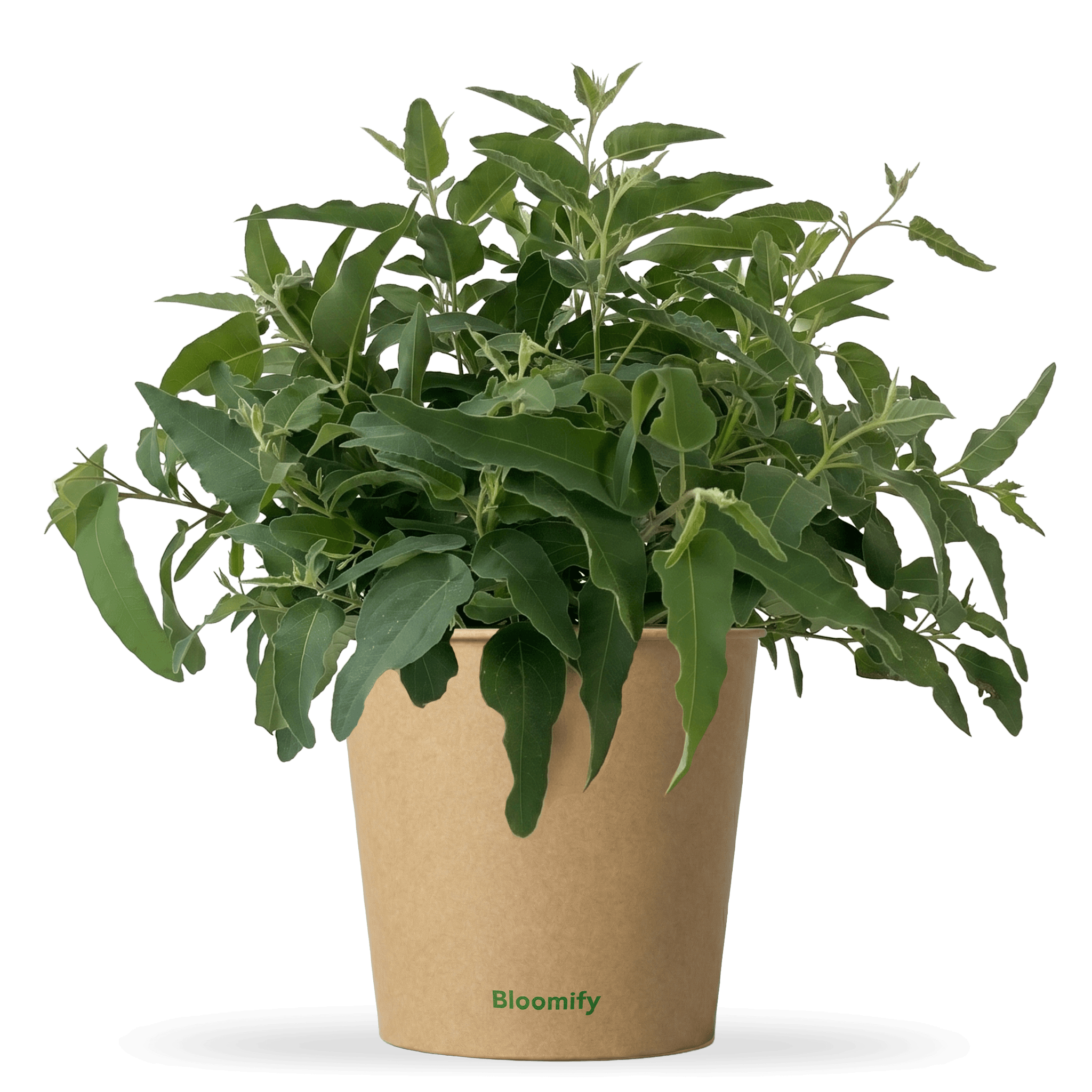 Anti-Mücken-Eukalyptus "Ella"