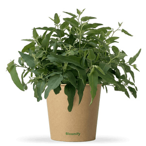 Anti-Mücken-Eukalyptus "Ella"
