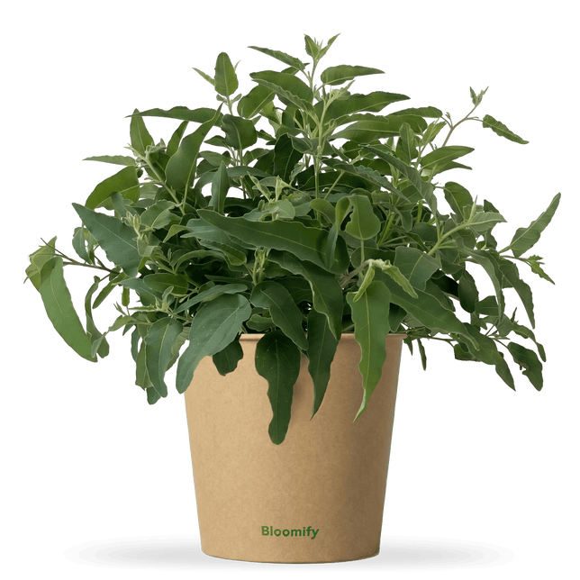 Anti-Mücken-Eukalyptus "Ella"