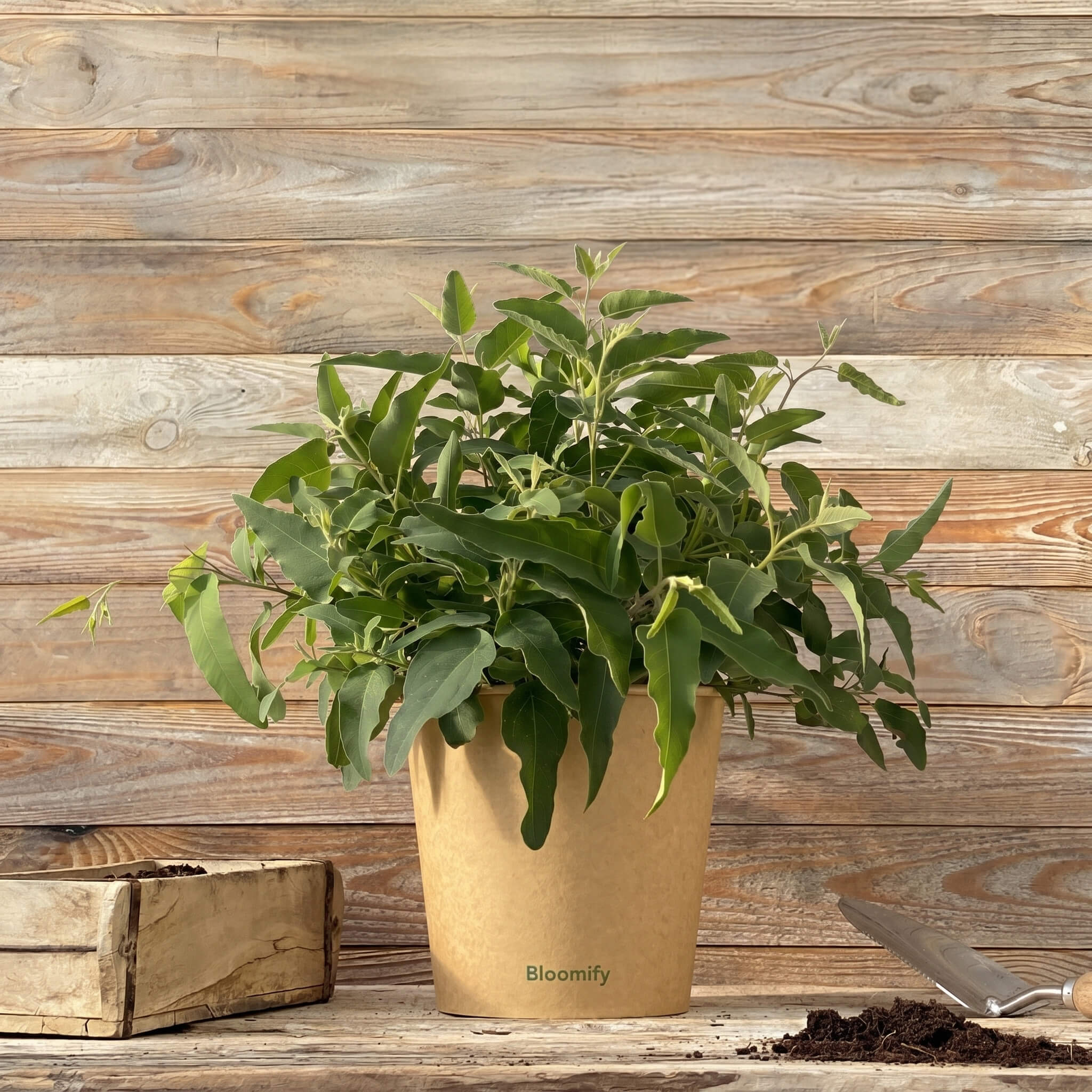 Anti-Mücken-Eukalyptus "Ella"