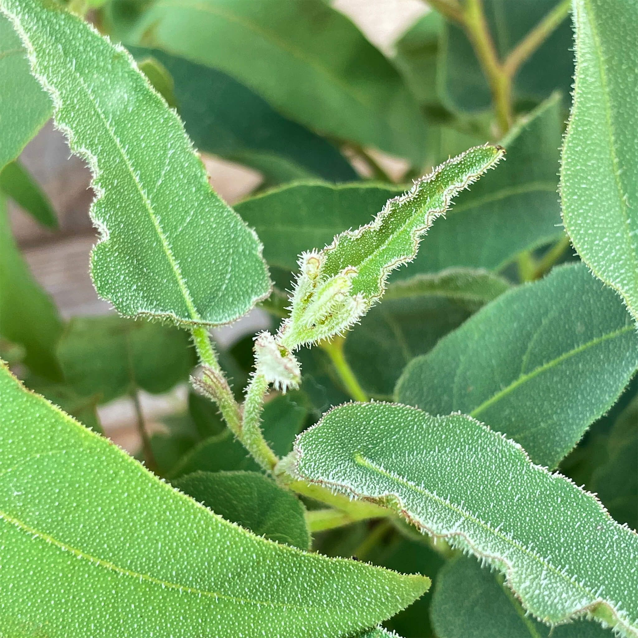 Anti-Mücken-Eukalyptus "Ella"
