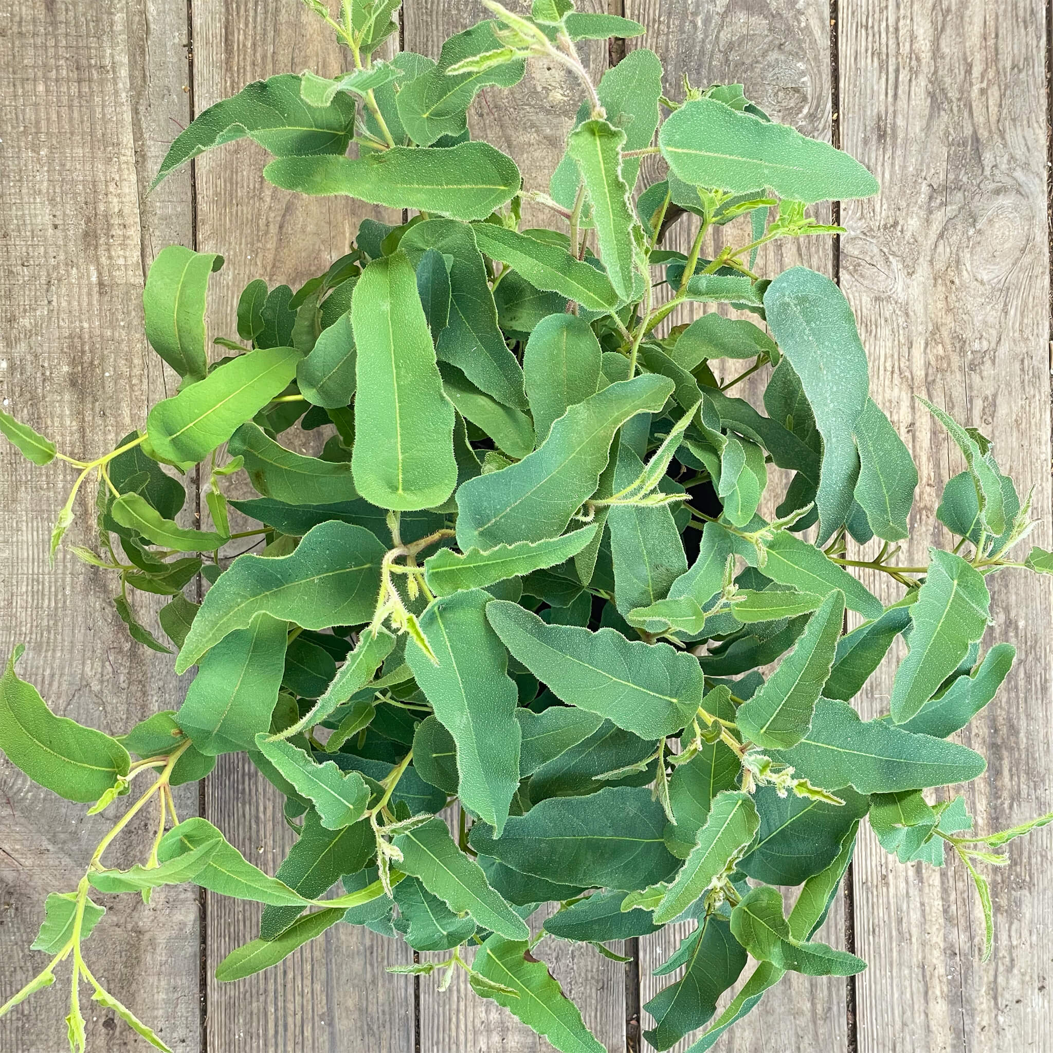 Anti-Mücken-Eukalyptus "Ella"