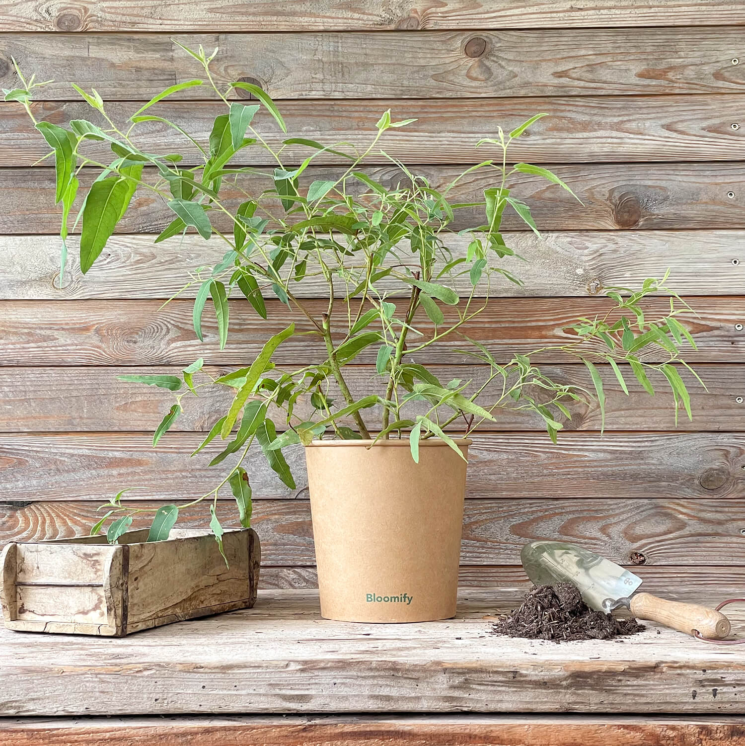 (B-Qualität) Anti-Mücken-Eukalyptus "Ella"