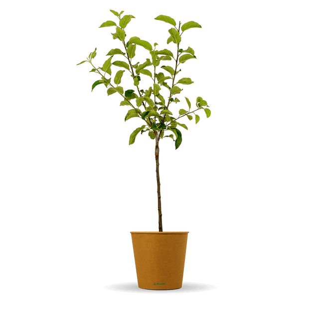 Apfel Boskoop "Anton" (Bio)