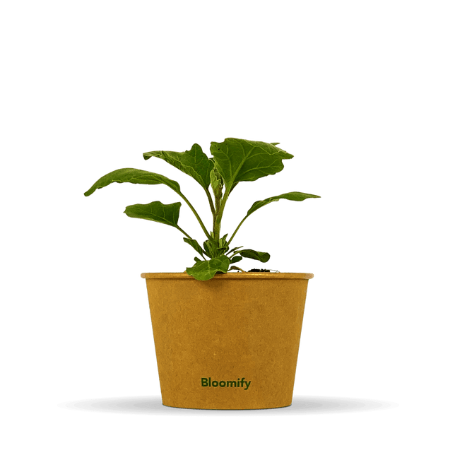 Aubergine "Adalbert"