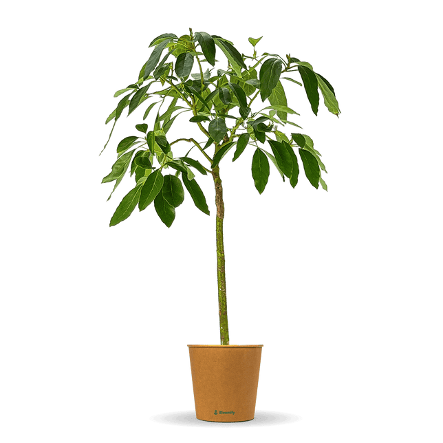 Avocadobaum "Alejandro"