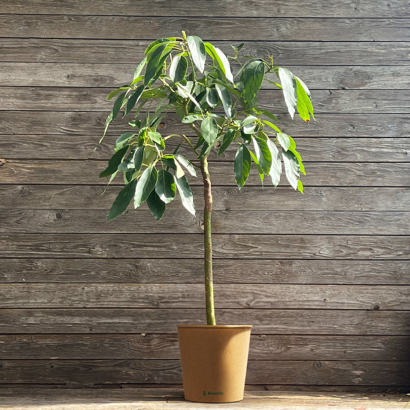 Verwunderlich Indoor Avocado Baum Bilder