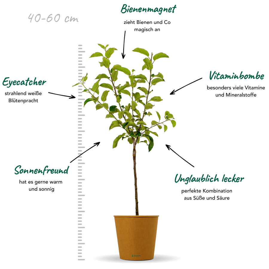 Balkon-Apfel Elstar "Antje" (Bio)