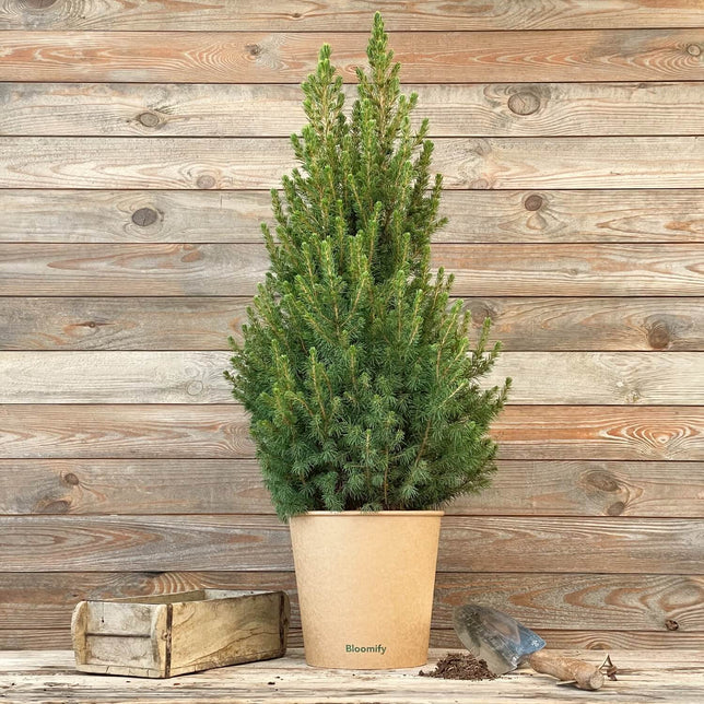 (B-Qualität) Zwergfichte "Fridolin"