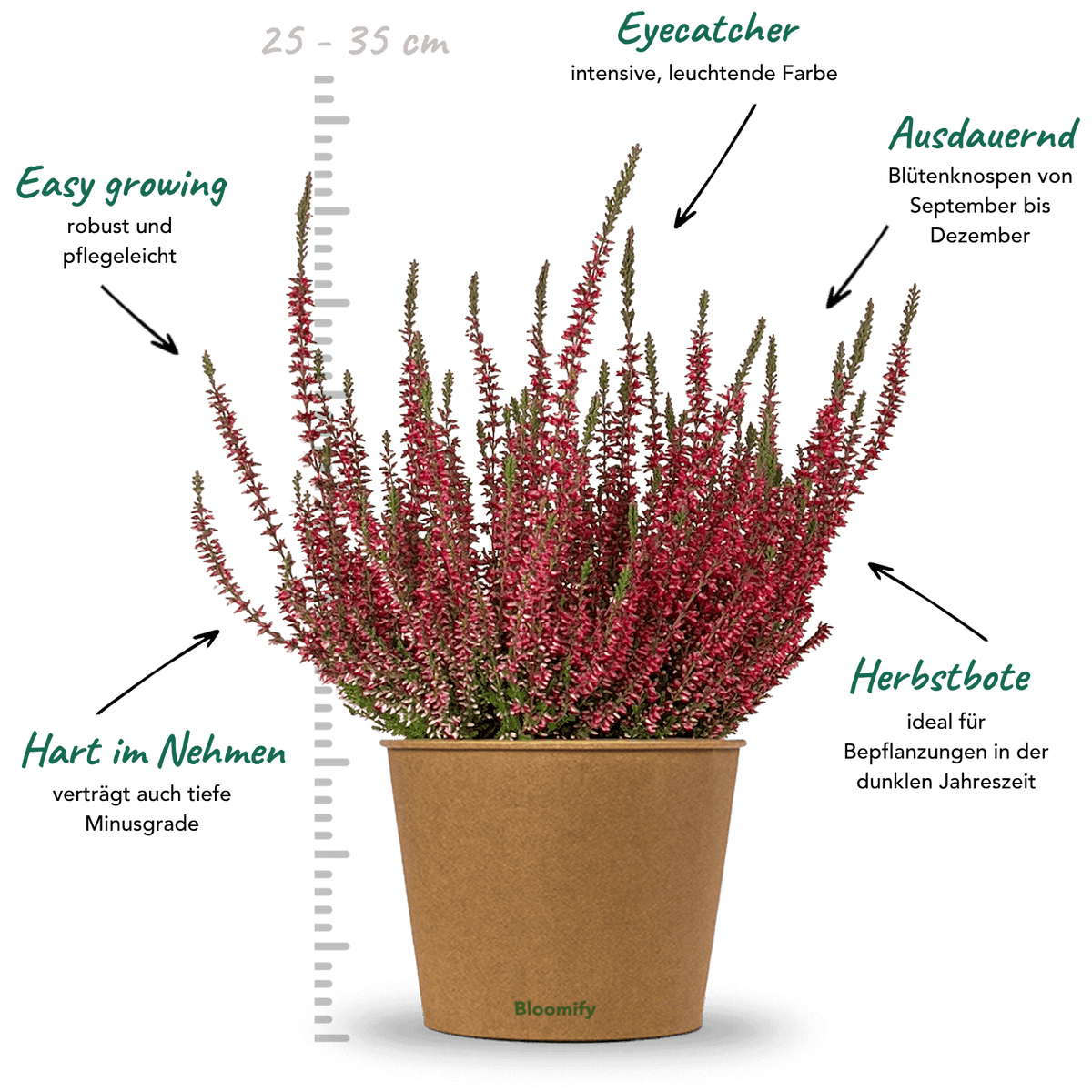 6x Heide rot "Hannah"