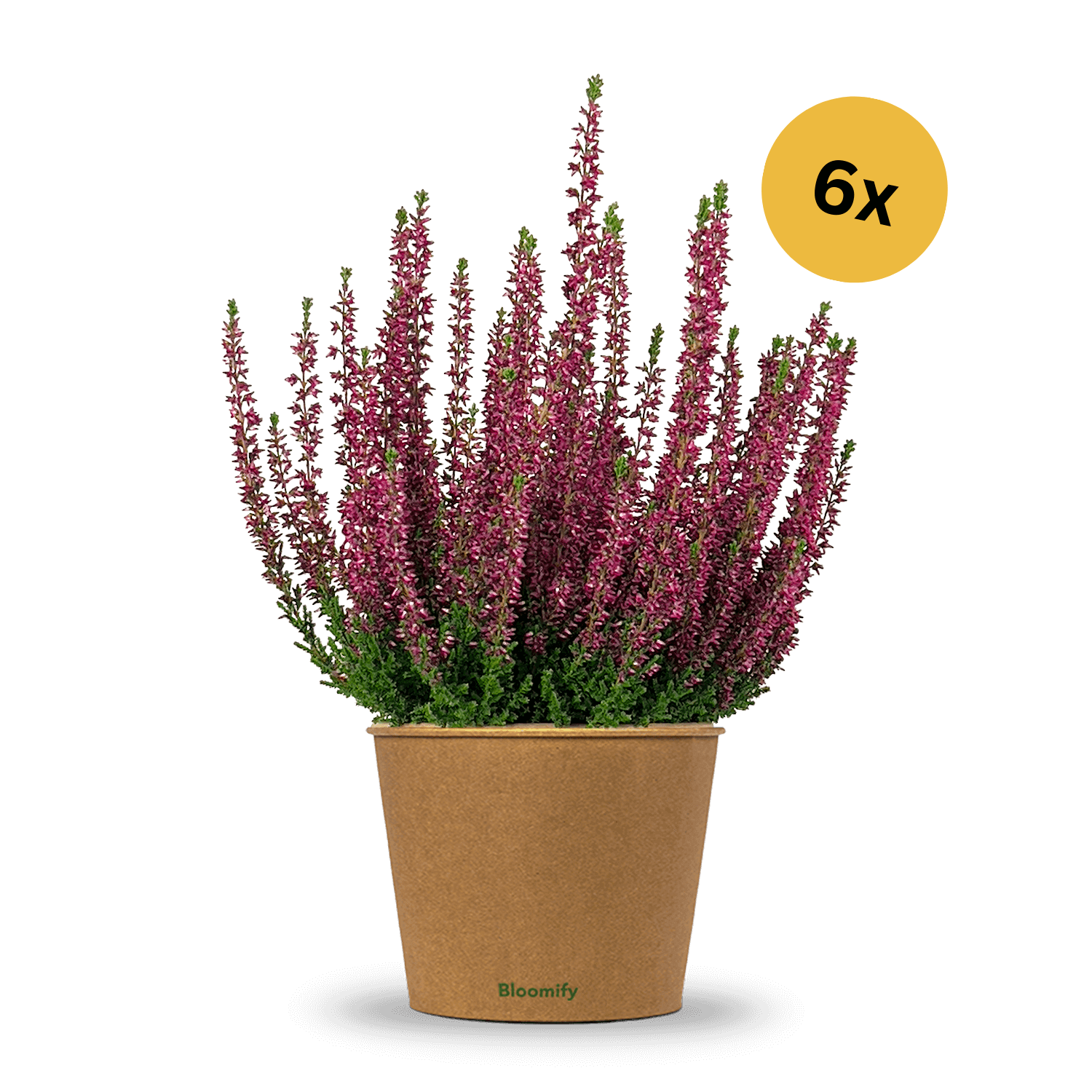 6x Heide lila "Hannah"