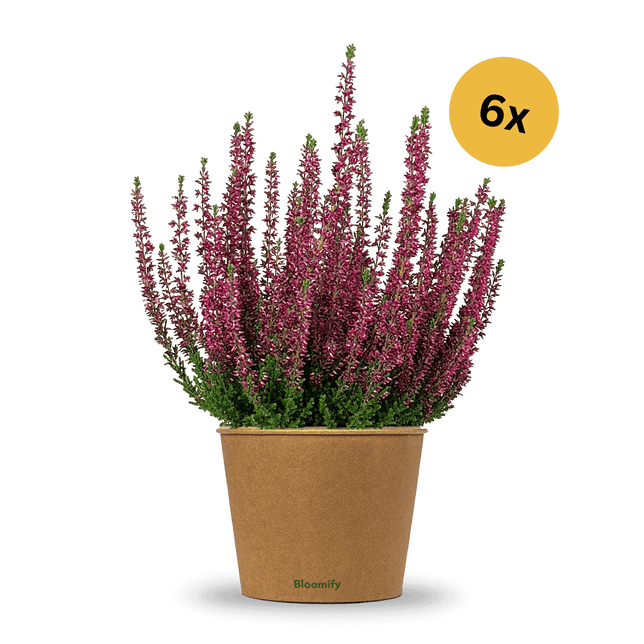 6x Heide lila "Hannah"