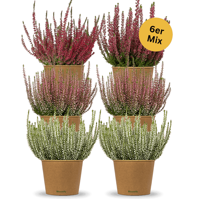 6x Heide Mix "Hannah"