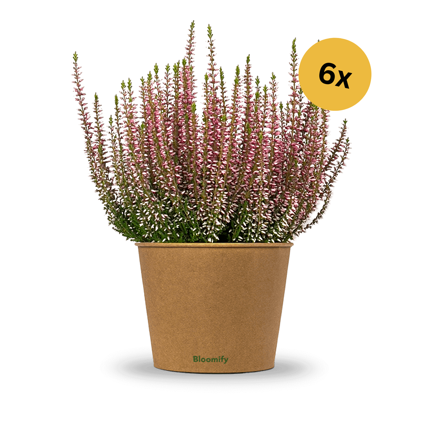 6x Heide rosa "Hannah"
