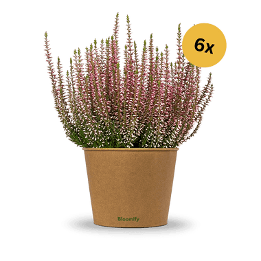 6x Heide rosa "Hannah"