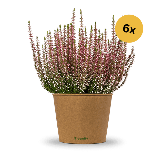 6x Heide rosa "Hannah"