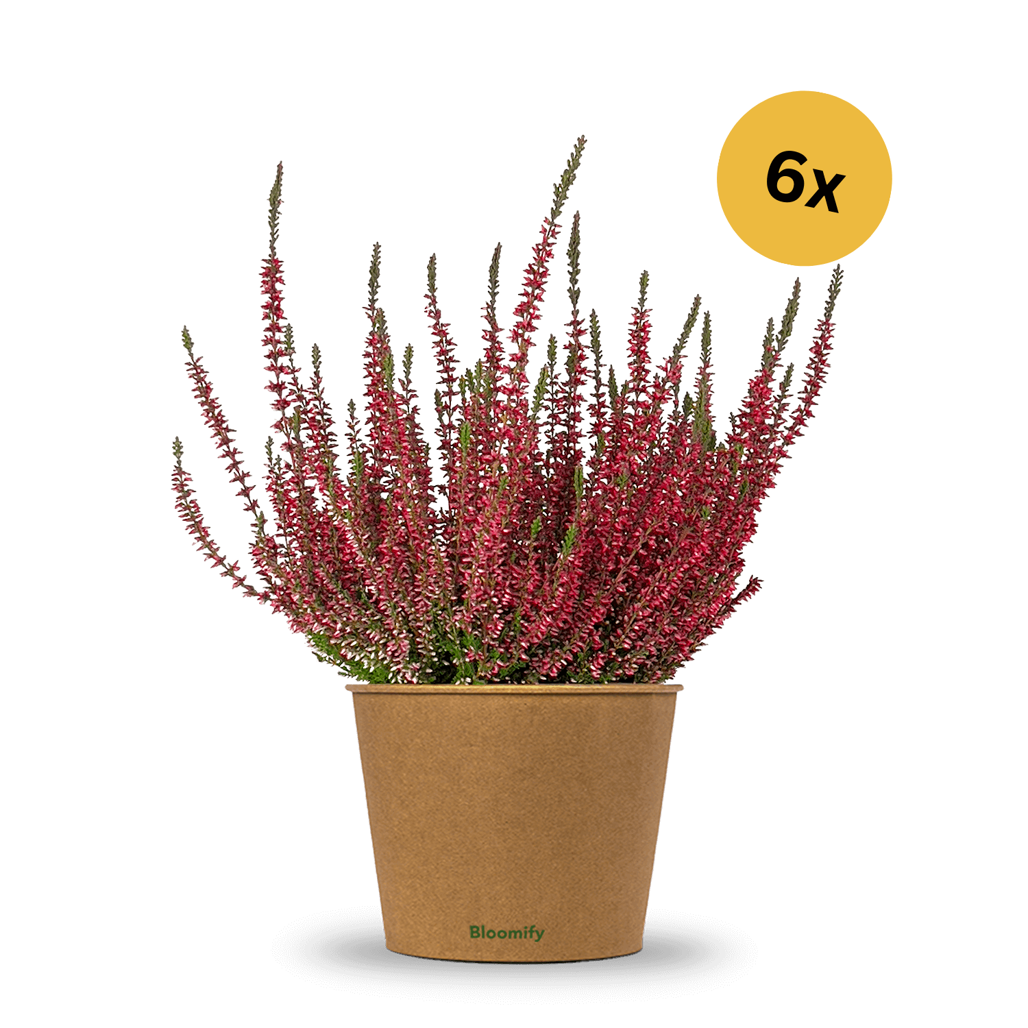 6x Heide rot "Hannah"