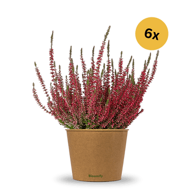 6x Heide rot "Hannah"