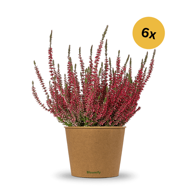 6x Heide rot "Hannah"