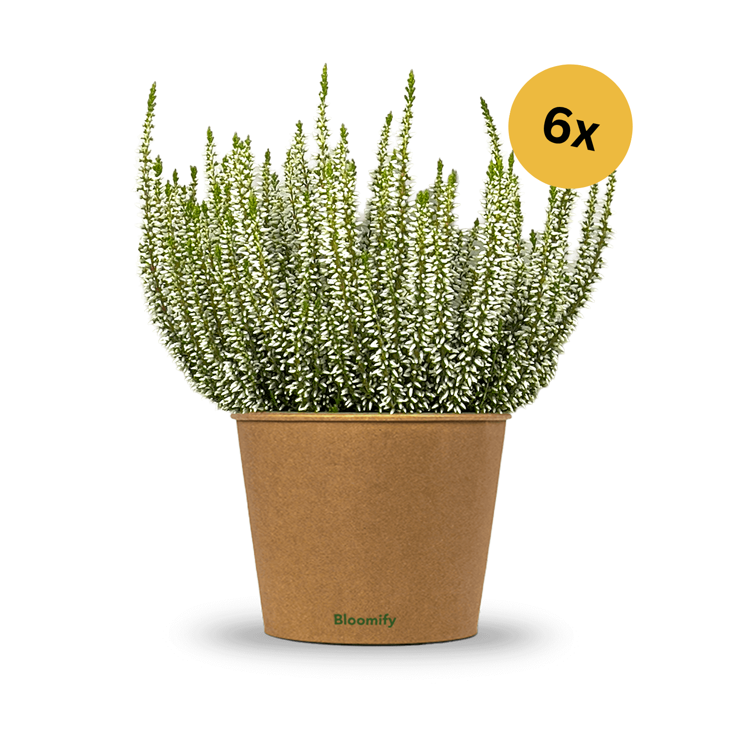 6x Heide weiß "Hannah"