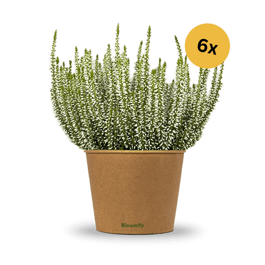 6x Heide weiß "Hannah"