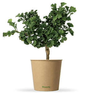 Ginkgo "Greta"