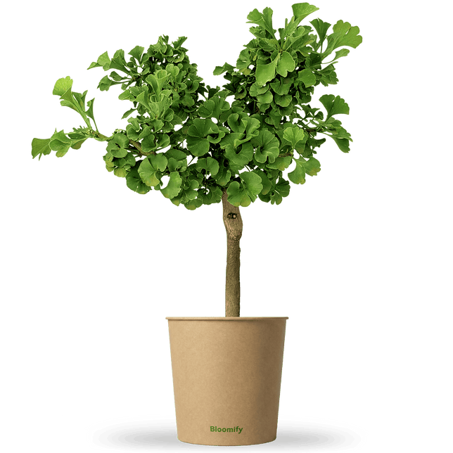 Ginkgo "Greta"