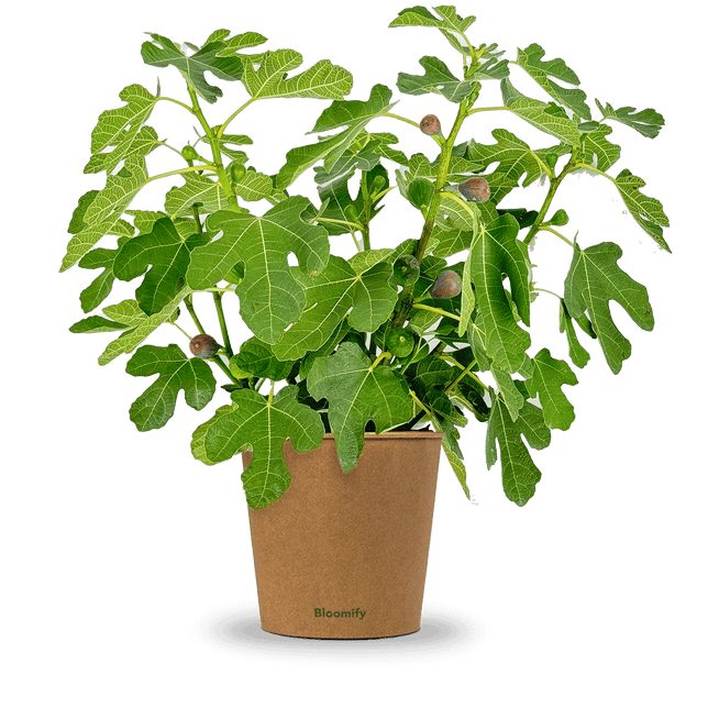 Balkon-Feige "Fiete"