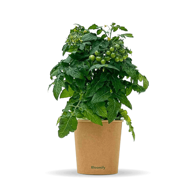 Balkon-Tomate "Babo"