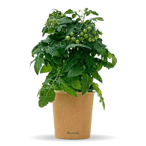 Balkon-Tomate "Babo"