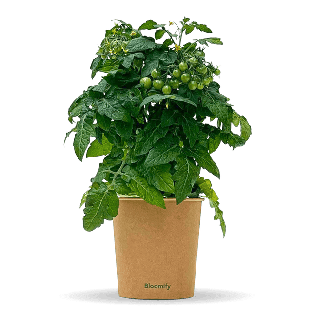 Balkon-Tomate "Babo"