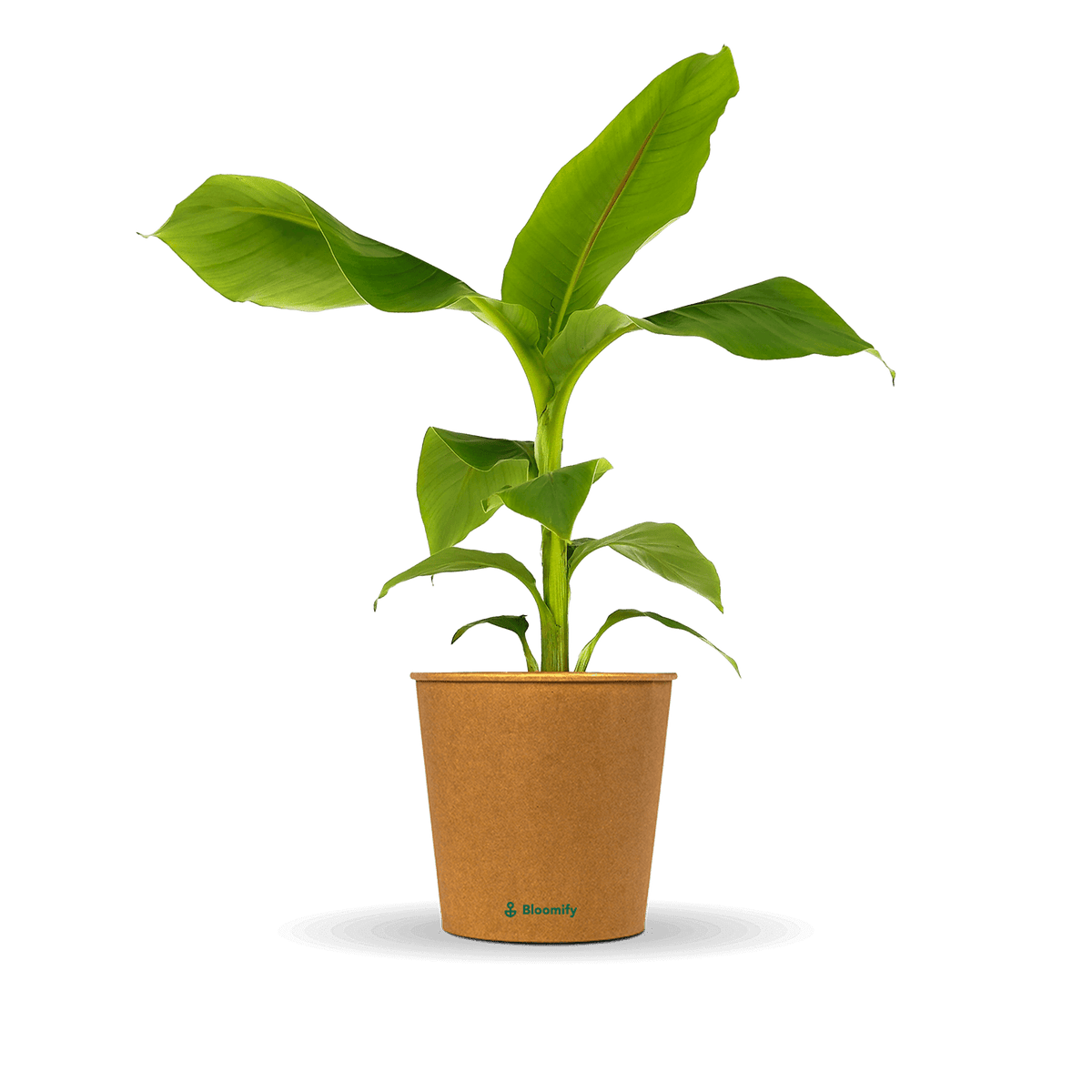 Banane 